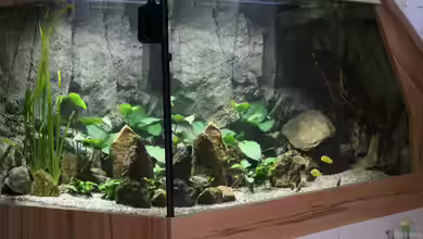 Malawis Cave von Markus Maier