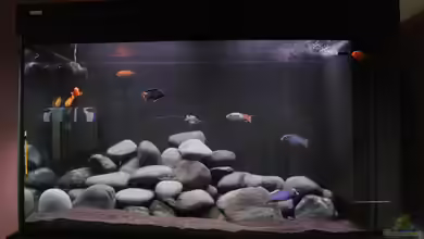 Malawisee Becken von raho