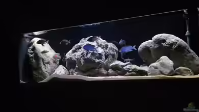 Malawisee Non Mbuna von KingRamses