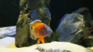 MalawiSpeluncam von Lynex