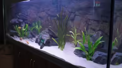 Malawitank von pennywise