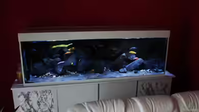 Malawitraum ( Umdekoriert ) von Frank Hopp