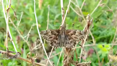 Malven-Dickkopffalter: Carcharodus alceae im Garten