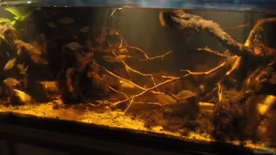 Mamberamo River von Laura