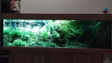 Mangrove im Bachlauf (aufgelöst am 23.12.2023) von C-NA