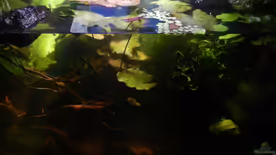 Manikam (2014 - 2017) von miv