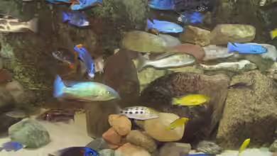 Mannes Badewanne von Manfred Meyer