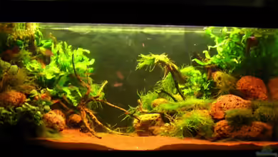 Manni´s 200 Liter Südamerikabecken von Manni 13