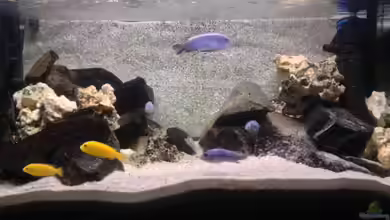 Marcos Malawis von Marco Grüning