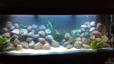 Marc´s Mbuna-World von banditbart