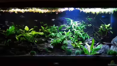 Mark`s Rio240 von Mark H.