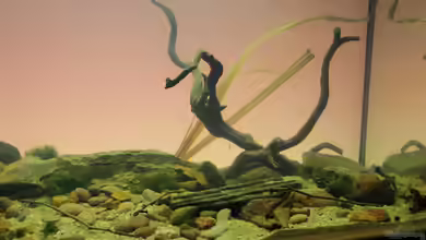 Matano Lake von Falk