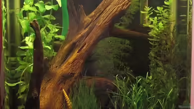 Maxigarnelenwelt Anschauungsbeispiel von Malawi TOM