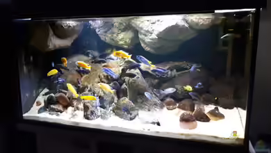 Mbuna - low Energy von Miketsch