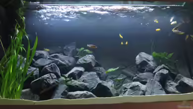 Mbuna Bay von BastiB