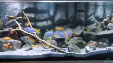 Mbuna-Bay von Tim Mek