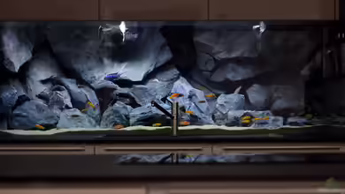 Mbuna Bay von Nina Hutter