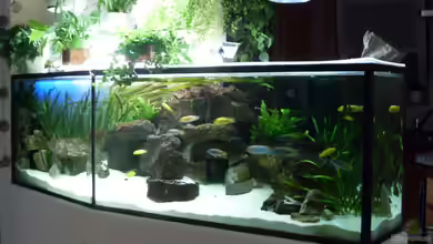 Mbuna Garten von Mats