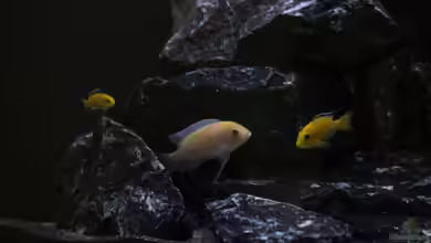 Mbuna Juwel Vision 260 von MHu