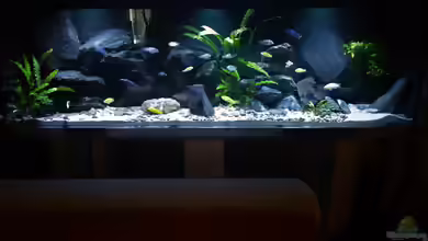 Mbuna/Nonmbuna Echtstein Becken von Uncas