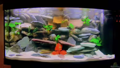 mbuna-place von Mbuna