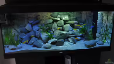 Mbuna Power von Tomson