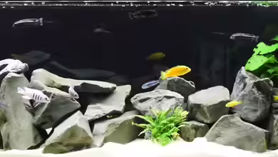 Mbuna Raumteiler von Mazdeur