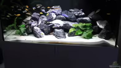 Mbuna reef von Mbuna_Memo