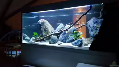 Mbuna Resort von Volker Nause