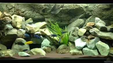 Mbuna Rocks von Green Zebra