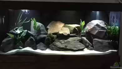 MBuna Tank von Adrian Krahmer