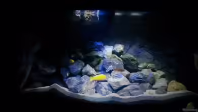 Mbuna Tempel von Rinsu