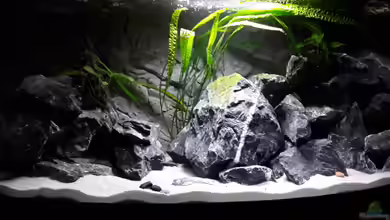 Mbuna Towers von MbunaTowers