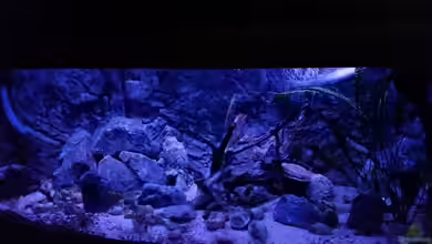 Mbuna Uferzone von Der Engländer