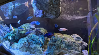 Mbuna von Thomas Thesing