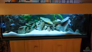 Mbuna's in Sandsteinhöhlen von Volker Alms