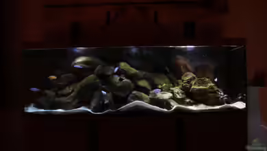 Mbunahome von Malawi22