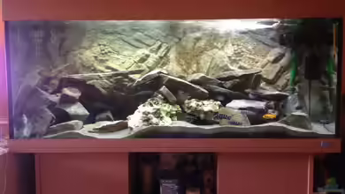 Mbunas 2014 von Malawianer09