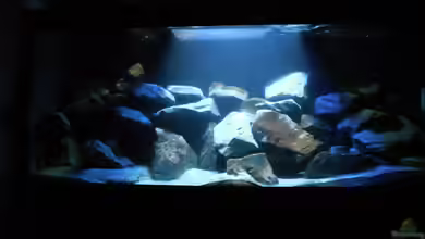 Mbunas Becken existiert wieder von Vision