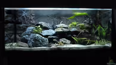 Mbunas Felsen von Carsten Peters