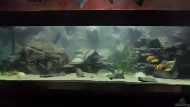 Mbuna´s Place von Marde