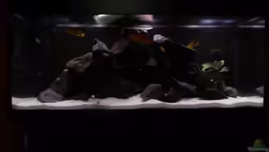 Mbunas rocks `n caves von Sebastian K.