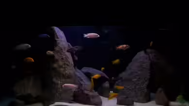 MBUNAS von 2003 bis 2009 von Maik83