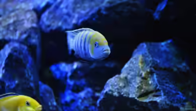 Mbunas World von Chimme