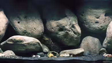 Mdima mchenga von TheToxicAvenger