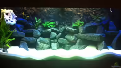 Meckel´s Malawi Tank von Meckel