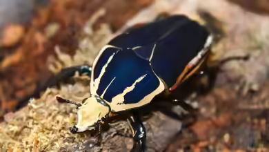 Mecynorhina torquata ugandensis im Terrarium halten