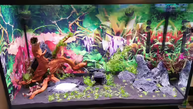 MEDUZA - Paradise von Borisson