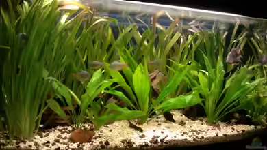 Meeki-Heim von Meeki