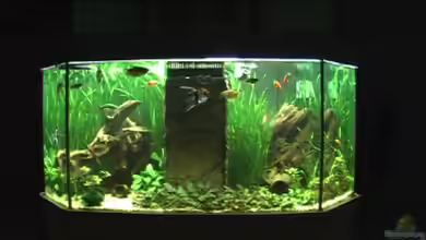 Meerwasseer Achteckbecken als Raumteiler von Wallenstein